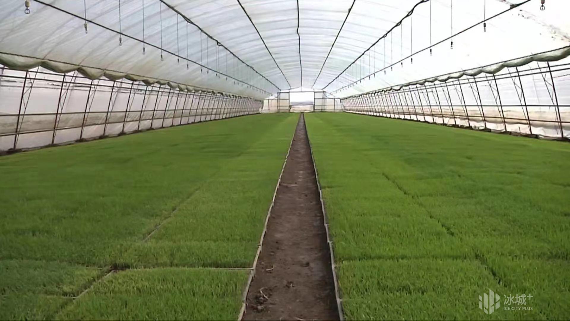 盛昌種業(yè)幫您解決水稻苗床各種問(wèn)題 - 美篇