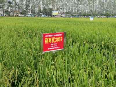 廣受好評(píng) 荊楚科技5個(gè)品種亮相全省種業(yè)創(chuàng)新暨種糧一體化現(xiàn)場推進(jìn)會(huì)