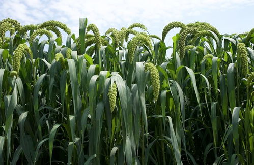 直擊青貯玉米種業(yè)展示會(huì)地展 69個(gè)品種同臺(tái)競技