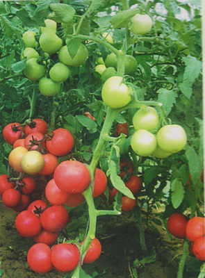 供應(yīng)精棚紅麗-番茄種子,西安市群興種業(yè)有限責(zé)任公司, 中國蔬菜網(wǎng)產(chǎn)品庫