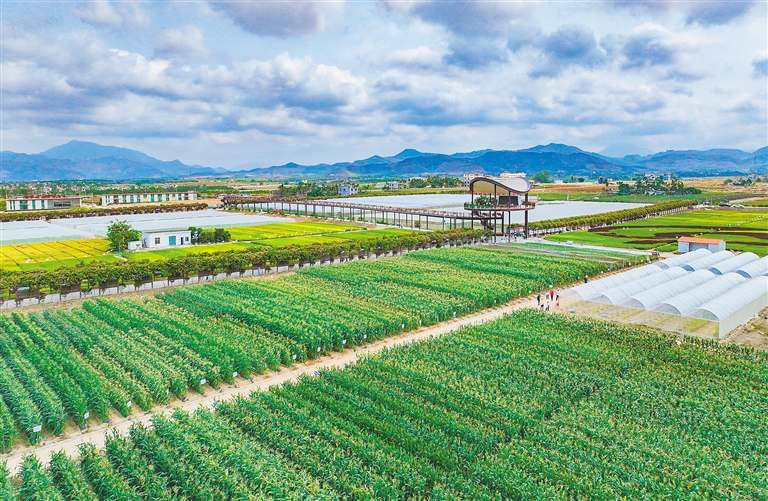 海墾集團堅持“項目為王”，多舉措推進產業升級與墾地融合
