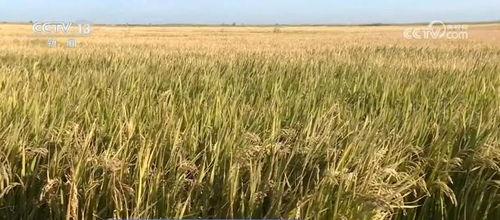 我國種業振興行動取得階段性成效，初步摸清資源家底