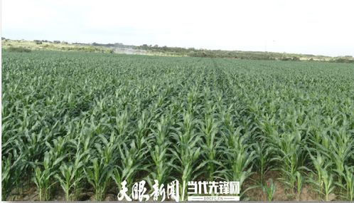 農發行花溪支行發放600萬元貸款，助力種業小微企業實現育繁推一體化產業建設