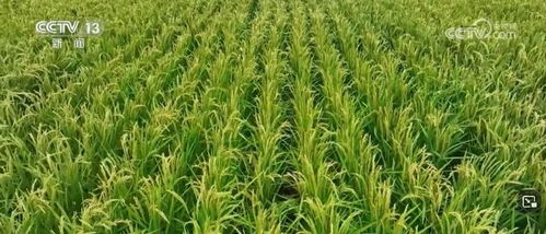 我國畜禽核心種源自給率超75%，資源保護體系更加完善