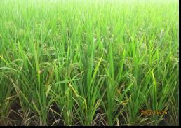 農副產品加工業與制種業 現代農業的雙引擎